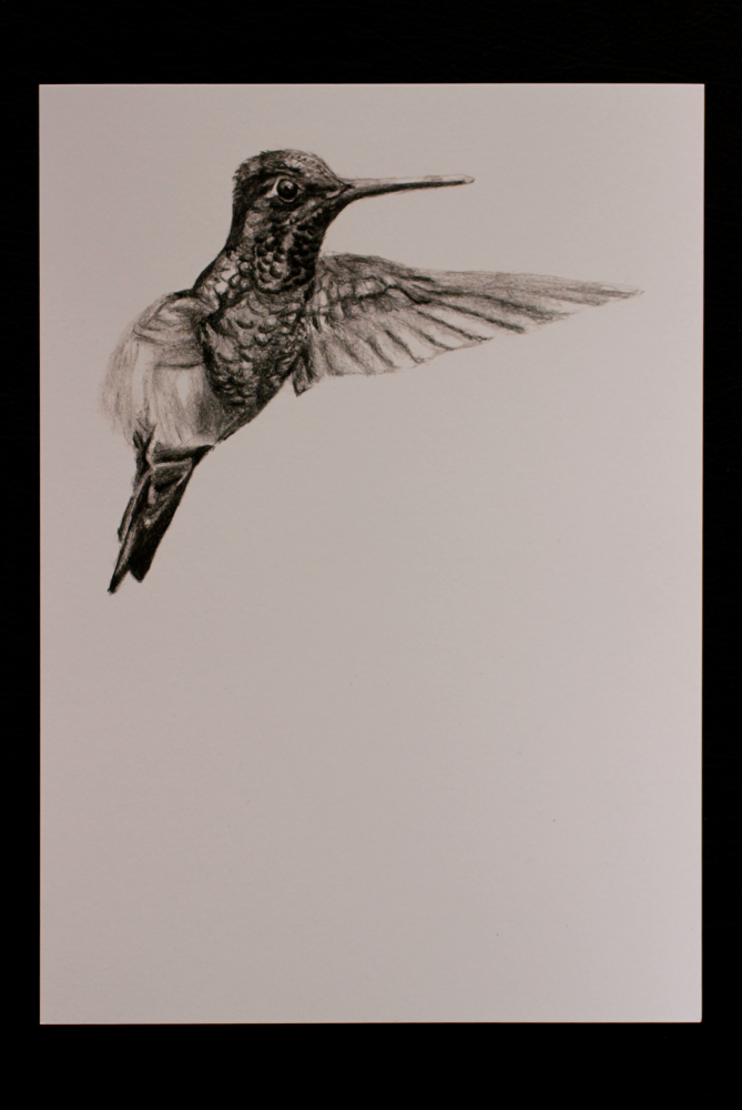 Illustration kolibri A4