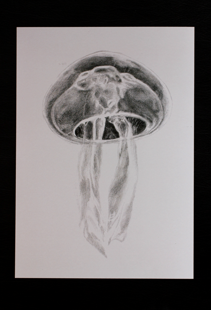 Illustration jellyfish A4