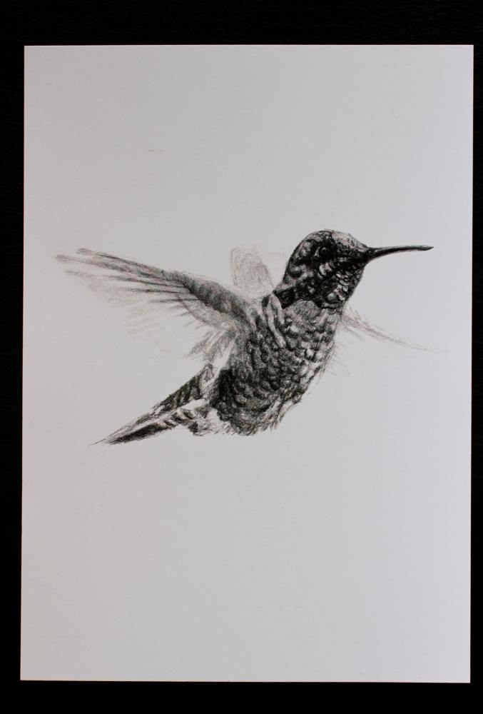 Illustration kolibri #2 A4
